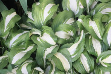 Yeşil yapraklar güzel arkaplan  