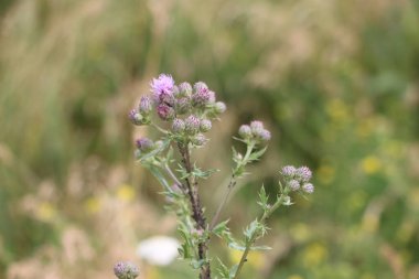 Tarlada çiçek güzel manzara 