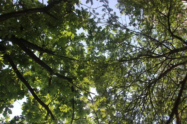 Folhagem Verde Árvores Verão Parque — Fotografia de Stock