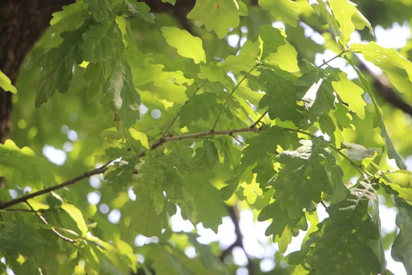 Folhagem Verde Árvores Verão Parque — Fotografia de Stock