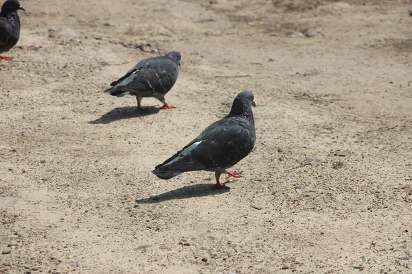 Palomas Parque Sobre Naturaleza —  Fotos de Stock