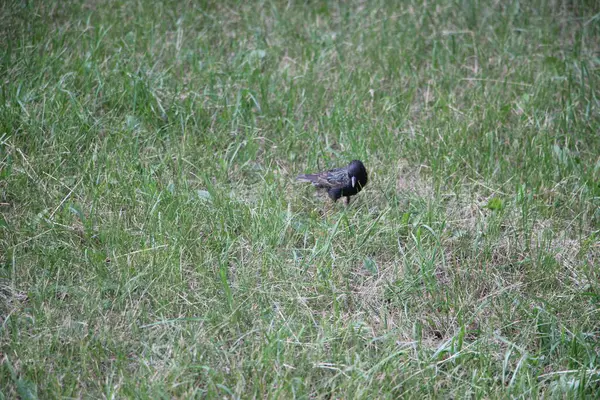 Pequeño Pájaro Negro Hierba Aire Libre — Foto de Stock