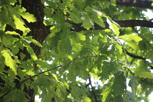 Folhagem Verde Árvores Verão Parque — Fotografia de Stock