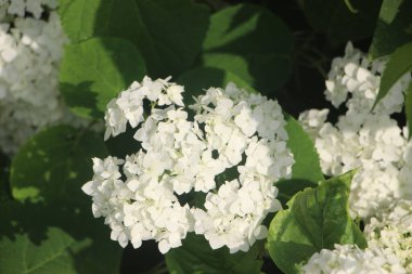 white blooming flowers close up view 