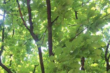 Parkın yeşil yaprakları.