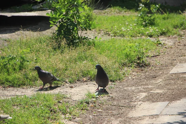 Pigeons Park Nature — ストック写真