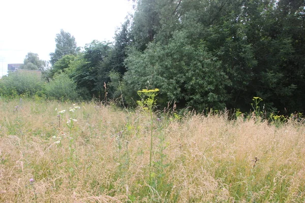 Blume Auf Dem Feld Schöne Aussicht — Stockfoto