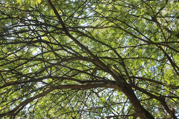 Folhagem Verde Árvores Verão Parque — Fotografia de Stock
