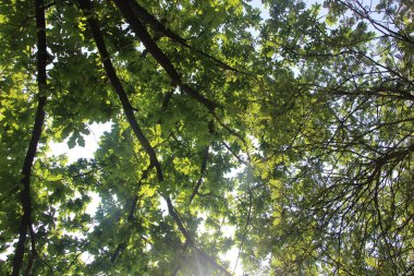 Parkın yeşil yaprakları.