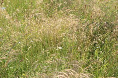 Tarlada çiçek güzel manzara 