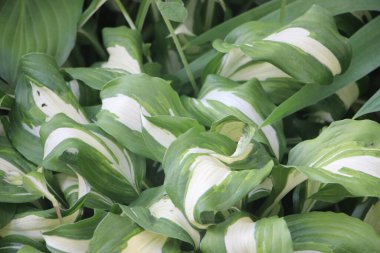 Yeşil yapraklar güzel arkaplan  