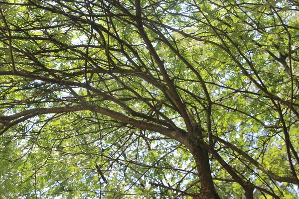 Grönt Lövverk Sommarträd Parken — Stockfoto