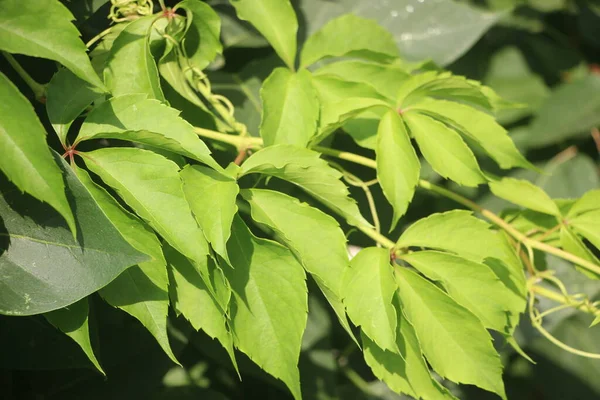 Green Wine Leaves Close View — Stock Photo, Image