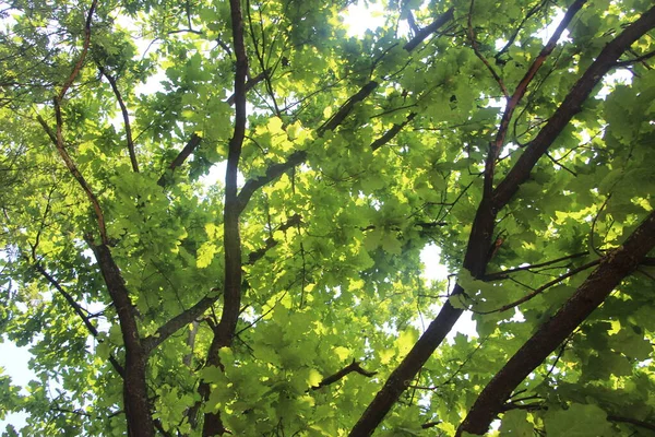 Grünes Laub Der Sommerbäume Park — Stockfoto