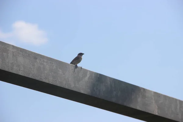 Petit Moineau Sur Fond Ciel Bleu — Photo