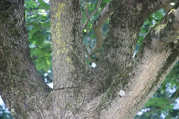 Ramos Árvore Fechar Conceito Natureza — Fotografia de Stock