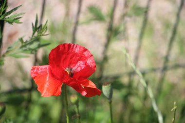 Çiçek açan kırmızı gelincik çiçeği yaz çayırında