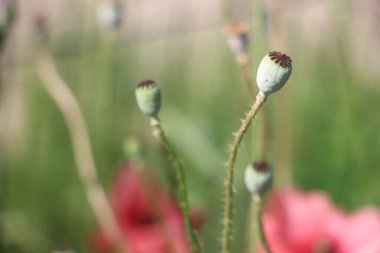 Yaz çayırında haşhaş tohumu