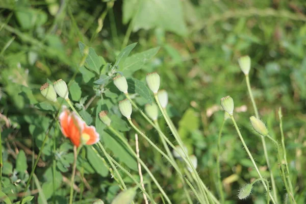 Mohnblumensamen Auf Der Sommerwiese — Stockfoto