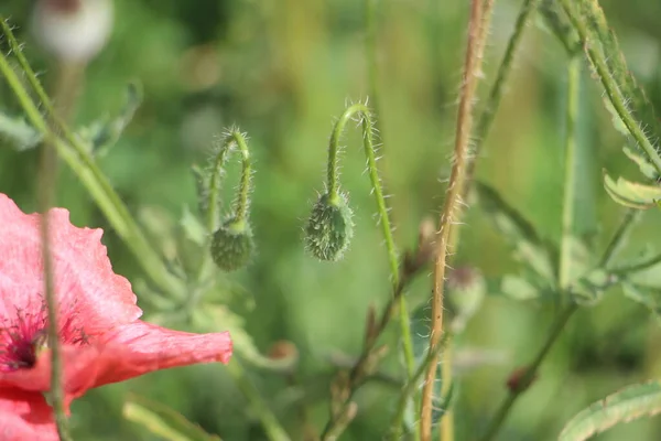 Mohnblumensamen Auf Der Sommerwiese — Stockfoto