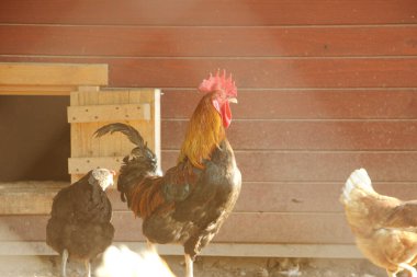 Renkli horoz ya da çiftlikte dövüşen horoz.