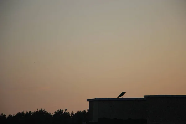 Silhouette Old Barn House Bird — Stock Photo, Image