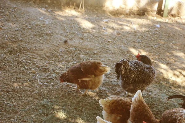 Hönor i burfri eller frigående höns samt odling utan antibiotika och hormoner — Stockfoto