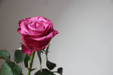 Gül çiçeği yakın görünüm 