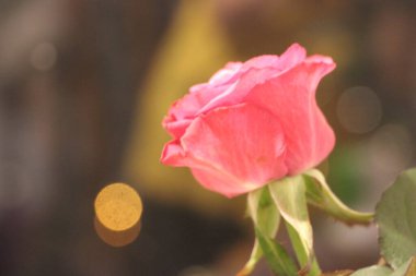 Gül çiçeği yakın görünüm 