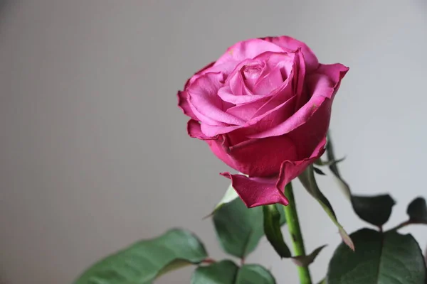 Rose Blume Nahaufnahme — Stockfoto