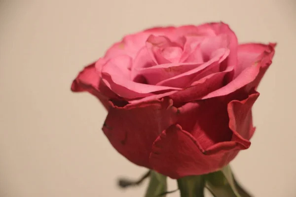 Rose Blume Nahaufnahme — Stockfoto