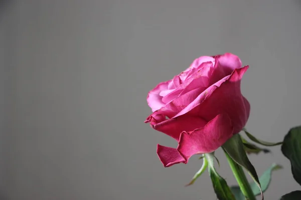 Gül Çiçeği Yakın Görünüm — Stok fotoğraf