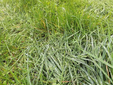 Taze yeşil çimenler. Yakın görüş. 