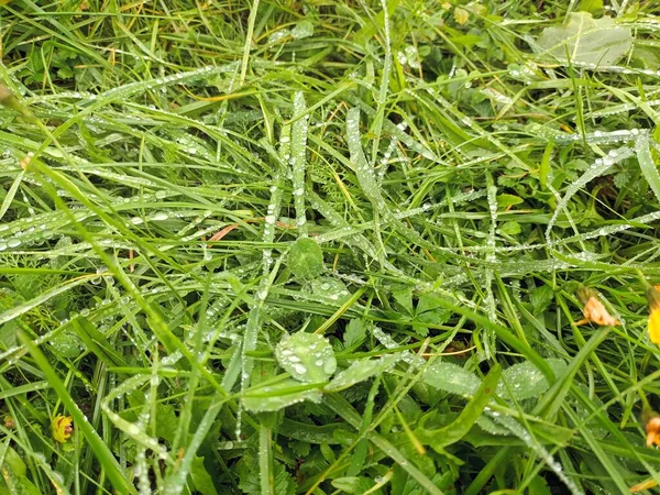 新鮮な緑の草が視界を閉じて — ストック写真
