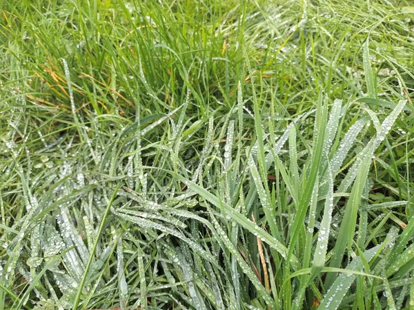 Vers Groen Gras Close Uitzicht — Stockfoto