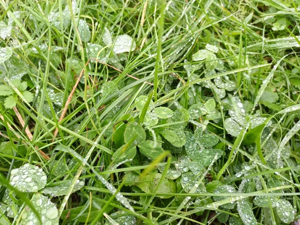 Färskt Grönt Gräs Närbild — Stockfoto