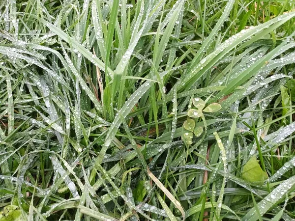 Vers Groen Gras Close Uitzicht — Stockfoto