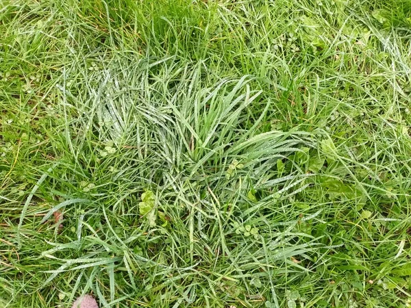 Fresh Green Grass Close View — Stock Photo, Image