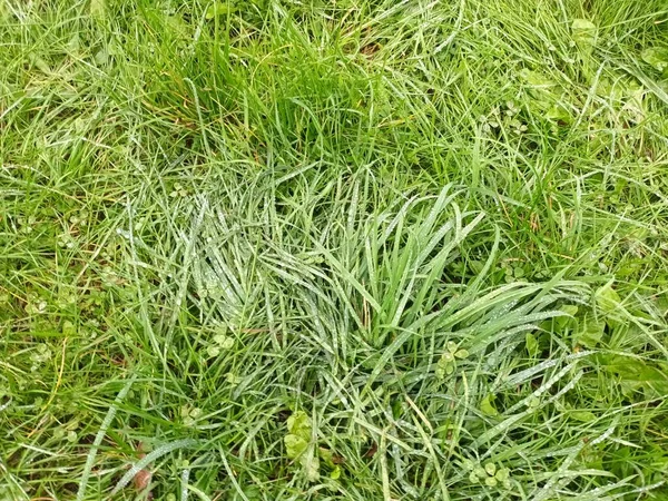 Fresh Green Grass Close View — Stock Photo, Image
