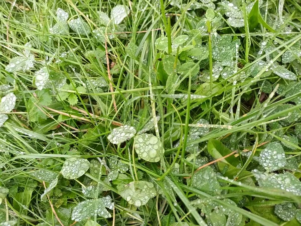 Fresh Green Grass Close View — Stock Photo, Image