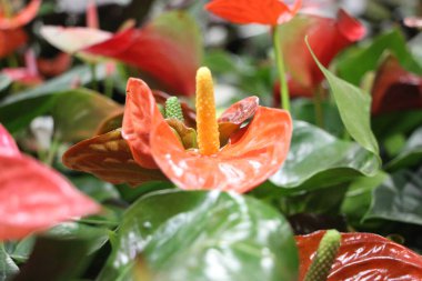 Bahçedeki güzel kırmızı çiçek