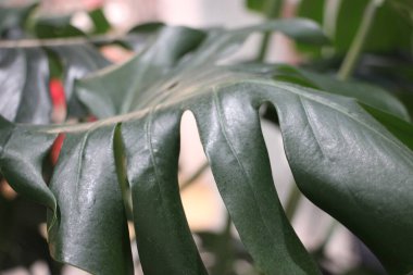 yeşil yapraklar, bitkiler ve yapraklar