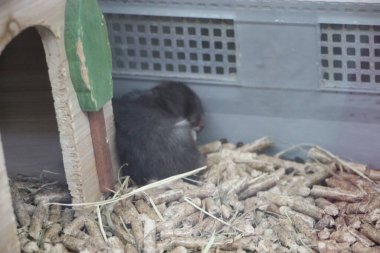 Şirin bir bebeğin yakın plan fotoğrafı.