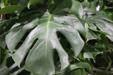 yeşil yapraklar, bitkiler ve yapraklar