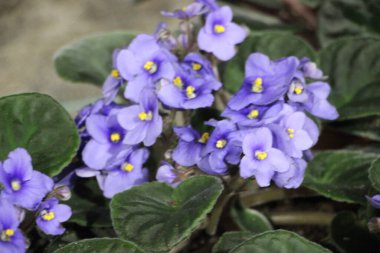 Bahçede mor çiçekler