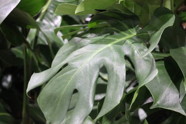 yeşil yapraklar, bitki örtüsü ve doğa