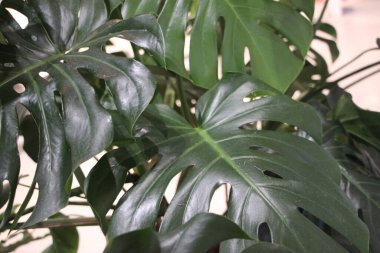 Bahçede yeşil tropikal yapraklar