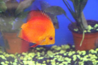 Akvaryumdaki balıklar