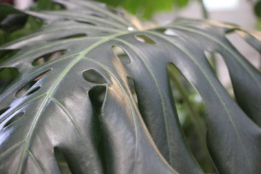 Güzel botanik fotoğrafı, doğal duvar kağıdı.