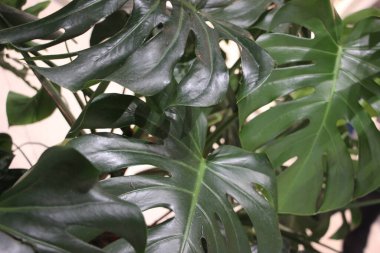 Tropikal bitki, bitki ve doğa